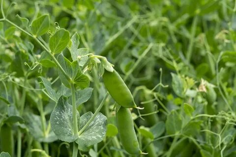 Plant selection