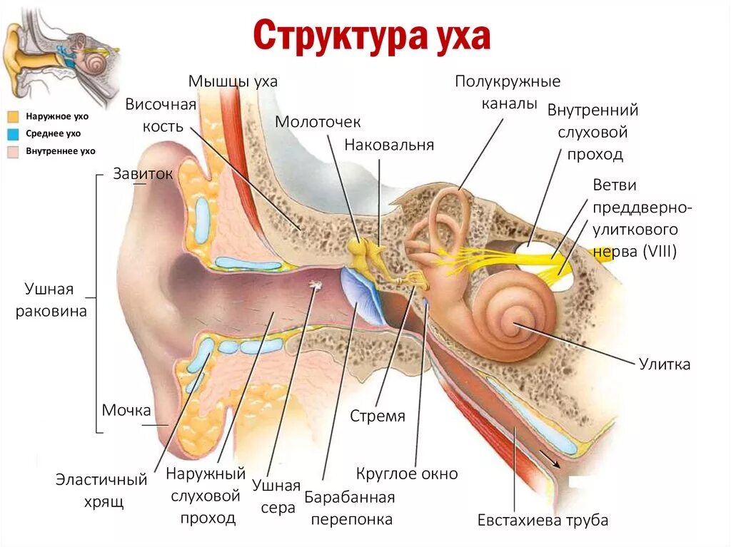 Из каких отделов состоит ухо. Слуховой анализатор наружное среднее внутреннее ухо. Строение слухового анализатора человека 8 класс. Структура слухового анализатора анатомия. Строение слухового анализатора наружное.