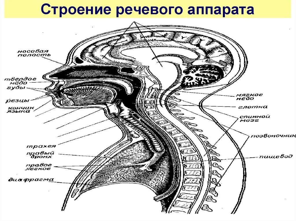 Строение речевого аппарата схема. Структура строения речевого аппарата. Строение речевого аппарата анатомия. Строение голосового аппарата.