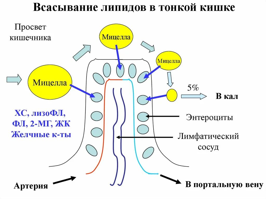 Что всасывается в тонком кишечнике. Всасывание липидов в тонкой кишке. механизм всасывания в энтероцит. формирование мицелл в просвете тонкой кишки. схема всасывания жиров в тонком кишечнике.