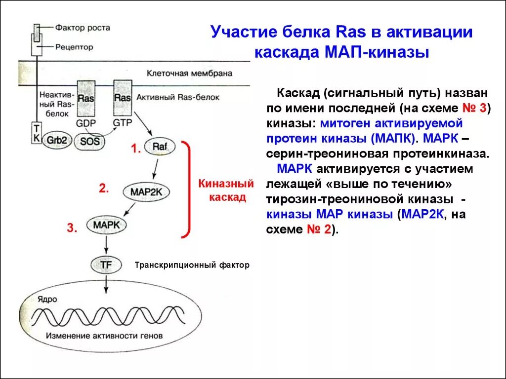 Сигнальный фактор это. Ras MAPK сигнальный путь. Активация ras белка. Каскад с активацией ras- белка.
