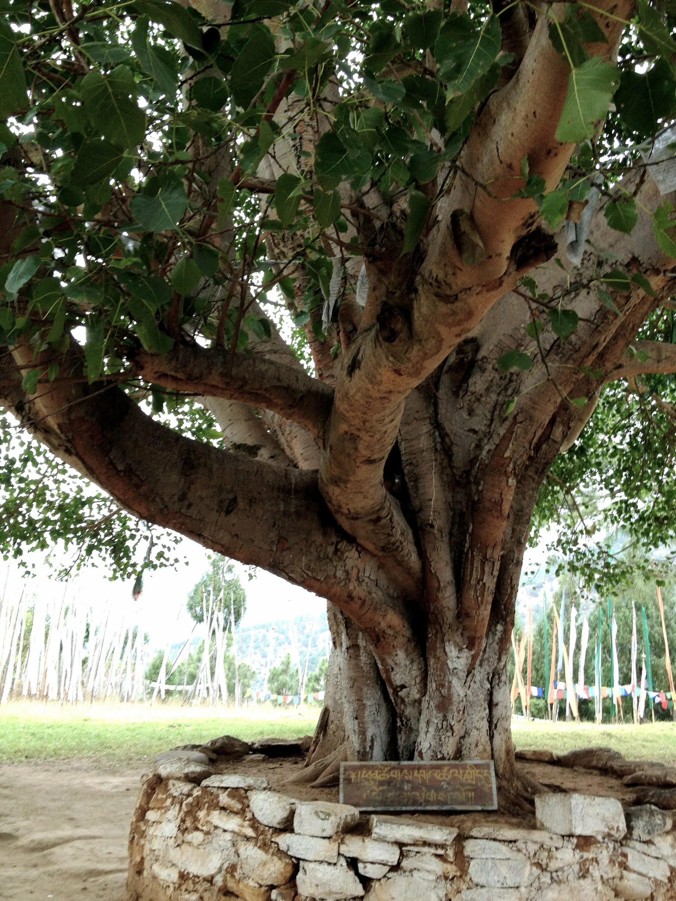 Дерево Бодхи. Дерево Гайяк. Индийское Священное дерево. Фикус Будды. Культовые деревья