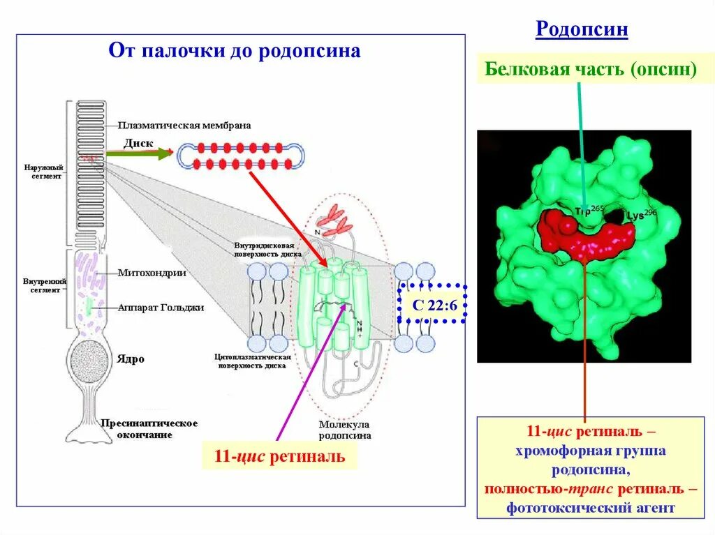 Ретиналь опсин родопсин. Родопсин связан с g‑белком схема. Белок родопсин функция. Родопсин структура функции.