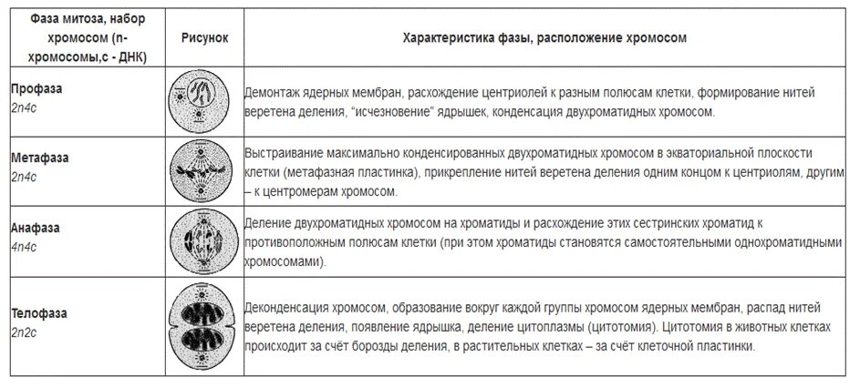 Значение деления клеток в жизни растений. Фаза митоза и характеристика фазы таблица. Название фазы митоза таблица. Фазы митотического деления клетки таблица. Фазы деления клетки митоз таблица.