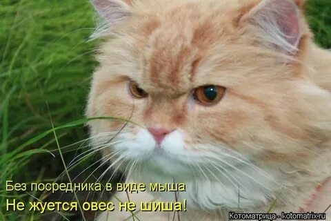 Больше не буду честно