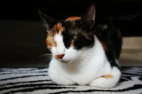 Кошка черно бело рыжего цвета
