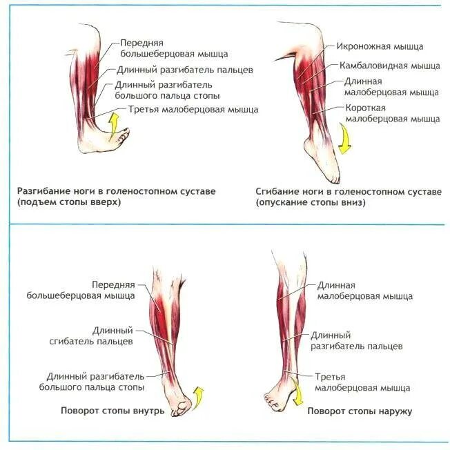 Растяжка мышц сгибателей голени. Мышцы разгибающие стопу. Сгибатели и разгибатели стопы. Мышцы осуществляющие тыльное сгибание стопы.