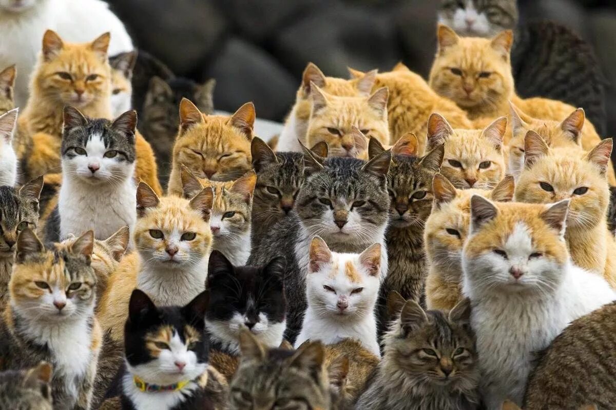 Тасиро остров кошек. Аошима остров кошек. Аосима кошачий остров в Японии. Фраджост остров кошек.