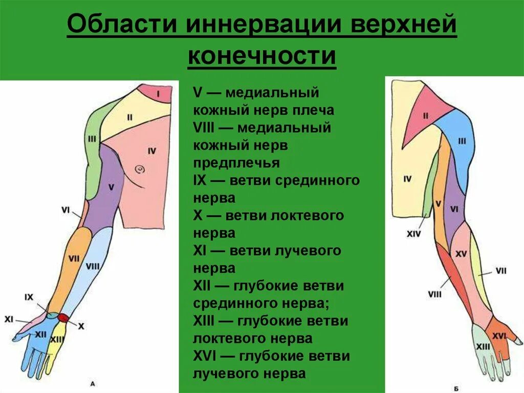 Кожно нервные. Зоны иннервации верхней конечности. Схема кожной иннервации верхней конечности. Зоны кожной иннервации верхней конечности. Иннервация кожи верхней конечности.