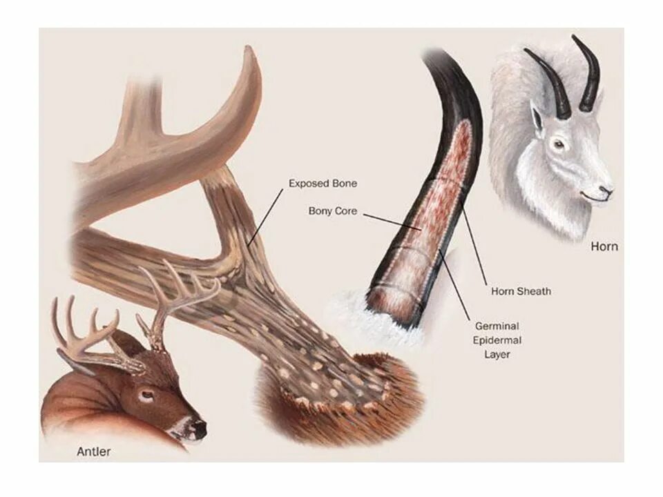 Анатомия Рогов оленя. Строение оленьих Рогов. Структура Рогов оленя. Строение Рогов Северного оленя. Содержимое рога
