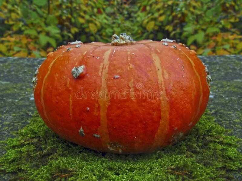 Тыква опыт. Тыква cucurbita maxima. тыква квинсленд блю пумпкин. тыква сибель. тыква кукурбита витамина.