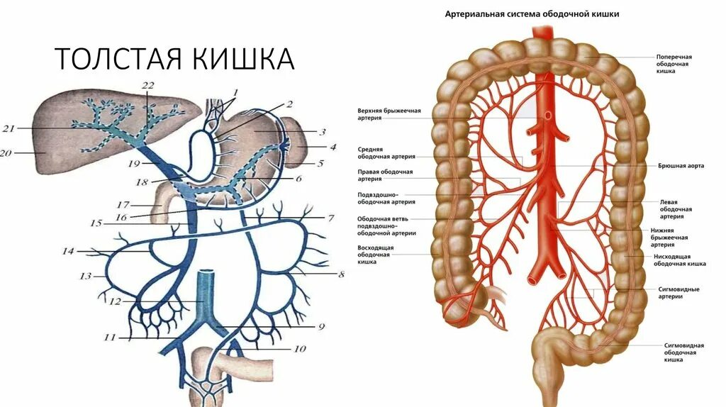 Кровоснабжение тонкого кишечника анатомия. Кровоснабжение ободочной кишки схема. Кровоснабжение Толстого кишечника схема. Кровоснабжение тонкой кишки схема. Сосуд собирающий кровь от органов брюшной полости