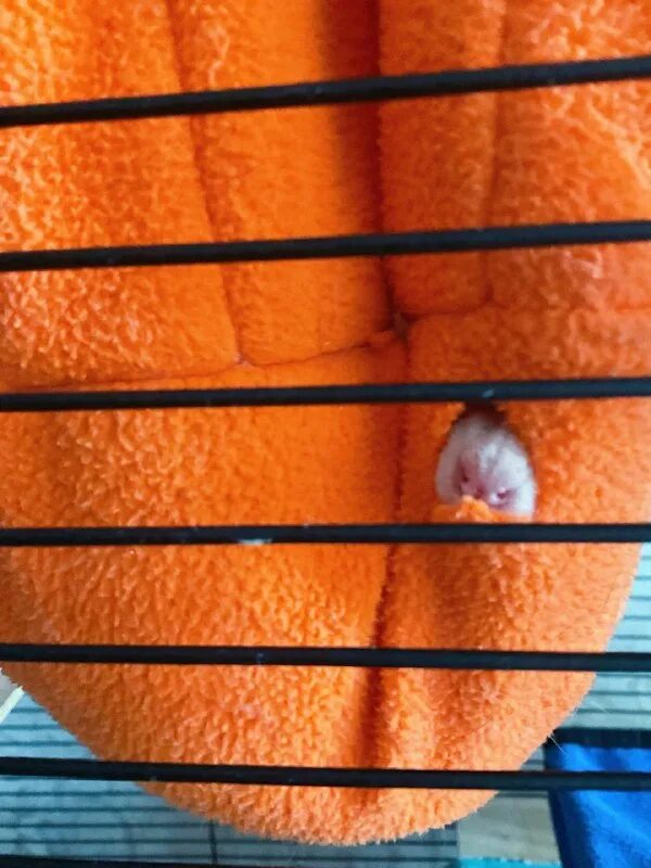 рост взрослой крысы. семейка мадригал бруно. 2 метра рост крысы на спине песня. мышь на задних лапах. цитаты от пиксаты.