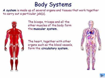 Body function