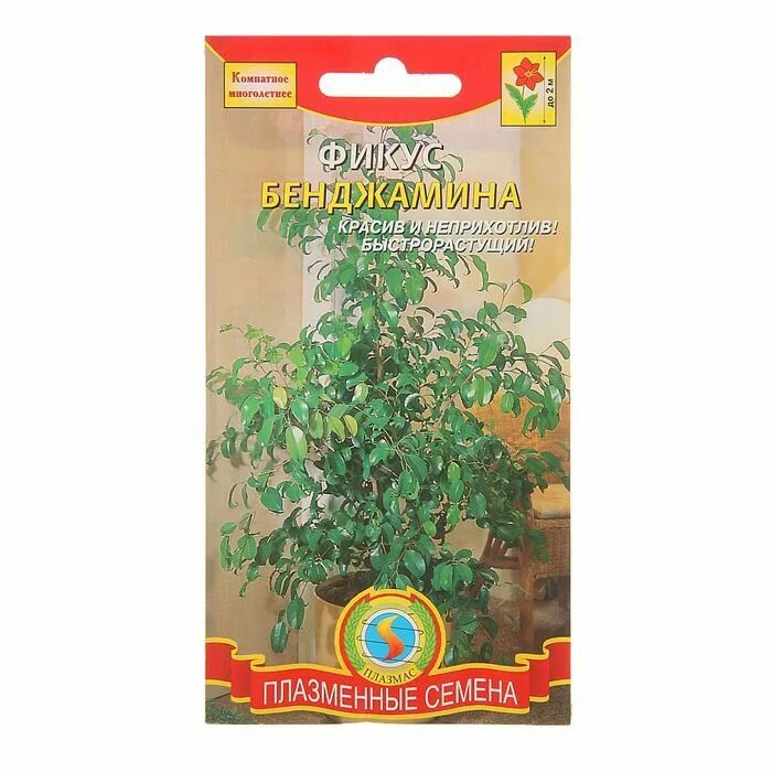 Цикламен персидский аполлон. Семена комнатных растений наложенным платежом. Семена комнатных растений наложенным платежом. Цикламен арлекин персидский. Семена комнатных растений наложенным платежом.