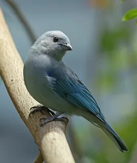 Gray bird