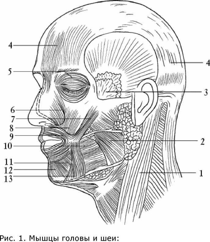 Лицо часть головы человека. Мимические мышцы головы анатомия. Мимические мышцы лица анатомия профиль. Мышцы лица сбоку анатомия. Мышцы головы вид сбоку.