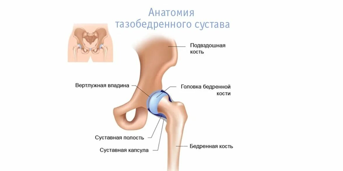 Тазобедренный сустав соединение