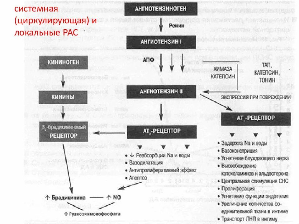 Система «ренин-ангиотензин-альдостерон» схема. Ренин-ангиотензин-альдостероновая система (РААС). Ренин ангиотензин альдостероновая система и давление. Патогенез ренин ангиотензин альдостероновой системы.