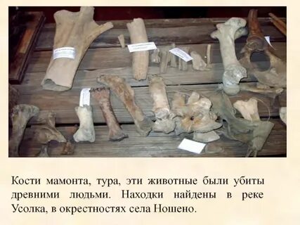 Кости каких животных находят на территории югры