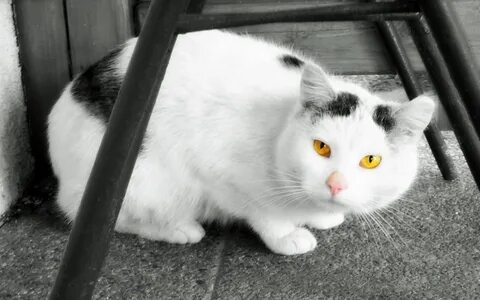 Бело желтая кошка