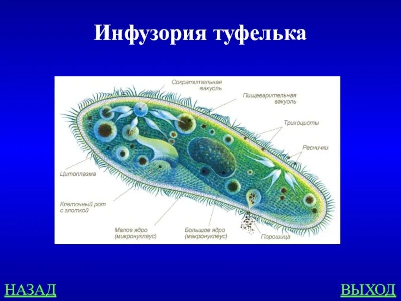 Одноклеточные организмы инфузория туфелька. Инфузория туфелька Кортекс. Тип инфузории строение тела. Строение инфузории туфельки Кортекс.