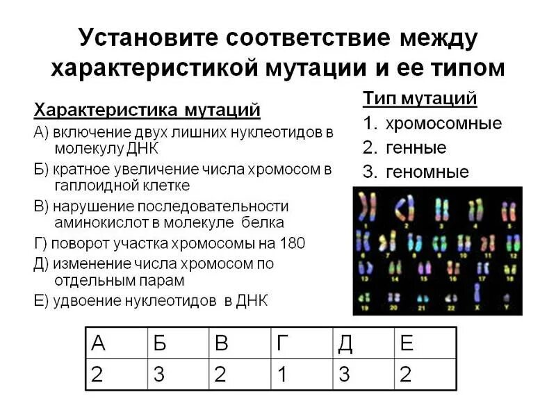 Установите соответствие между характеристиками и видами мутаций. Соответствие между характеристикой мутации и ее типом. Установите соответствие между характеристикой мутации и ее типом. Установите соответствие классификация геномных мутаций. Изменение количества хромосом мутация