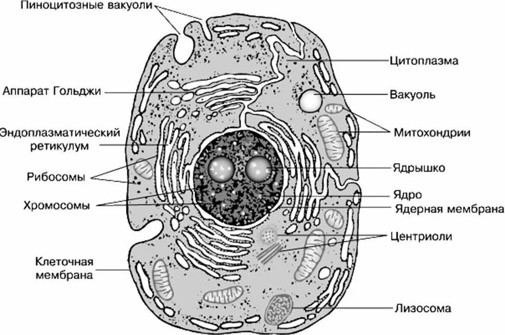 Растительная клетка рисунок схематично. Строение эукариотической клетки животного и растения. Строение эукариотической клетки растения. Строение клетки эукариот схема. Схема строения животной клетки.