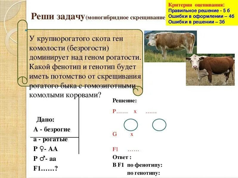 Генотип чистопородного. Скрещивание коров. Задачи на моногибридное скрещивание простые с решением. Решение задач на скрещивание. Задачи на скрещивание по биологии.