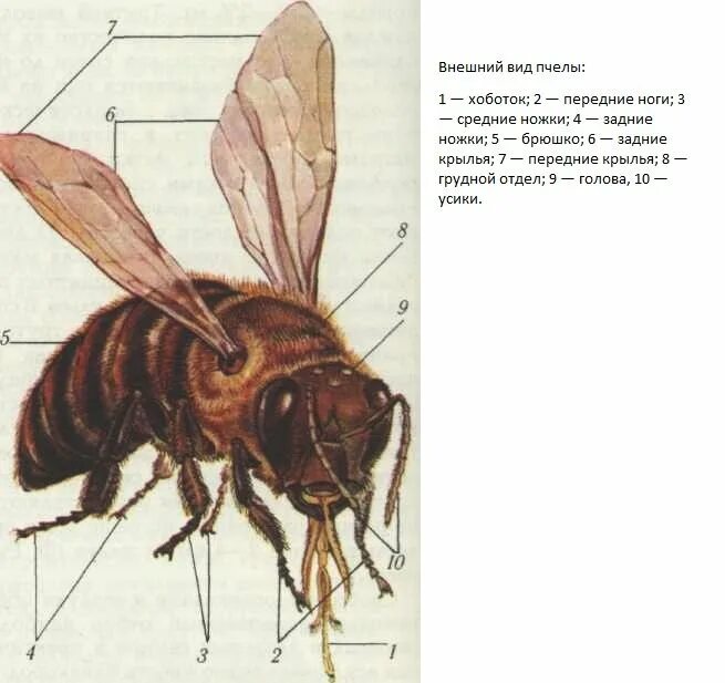 Строение пчелы медоносной. Внешнее строение медоносной пчелы. Внешнее строение шмеля. Брюшко пчелы строение.