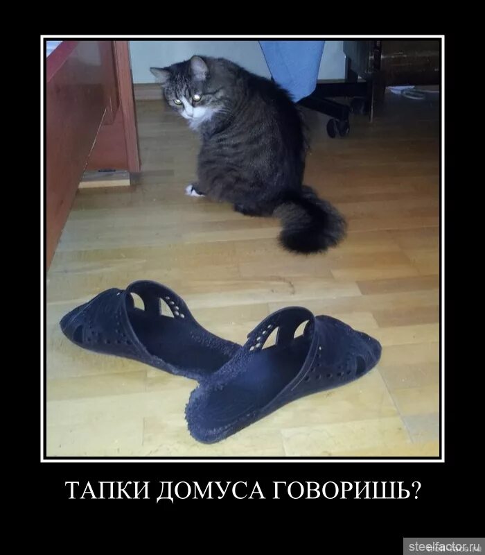 Где находится тапок