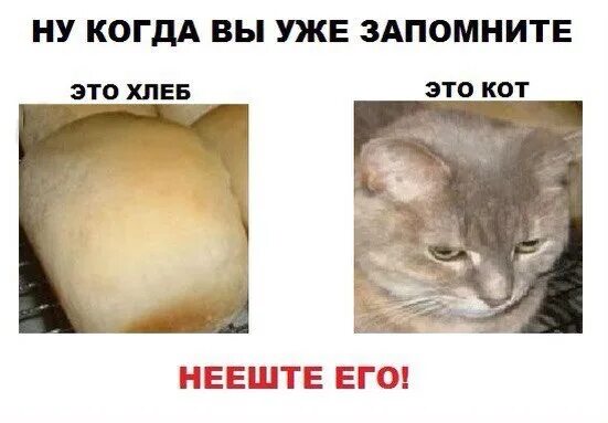 Чего там есть хлеба то кот поплакал. Кот хлеб не ешь. я не хлеб я кот. кот не хлеб. кот хлеб мем.