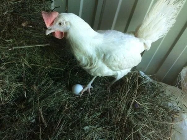 куры породы ломан вайт. куры ломаны белые. куры ломан вайт. куры несушки ломан белый. куры несушки породы леггорн.