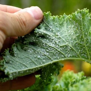 Tansania Zueinander in Beziehung stehen Integration spülmittel blattläuse bekämp