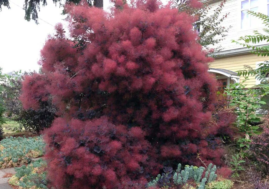 Сколько стоят кусты. Buxus sempervirens самшит. Бересклет крылатый файербол. Скумпия кожевенная royal purple. Бирючина обыкновенная 'atrovirens'.