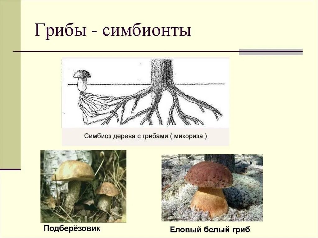 Примеры грибов симбионтов. Грибы симбионты питание. Шляпочные грибы микориза. Строение грибов симбионтов.