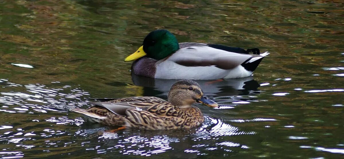 серию уток. серию уток. башкирская порода уток. серию уток. маленький утёнок дальний восток.