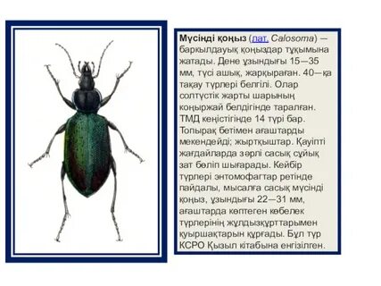 Фотосуреттері бар қынаптардың түрлері