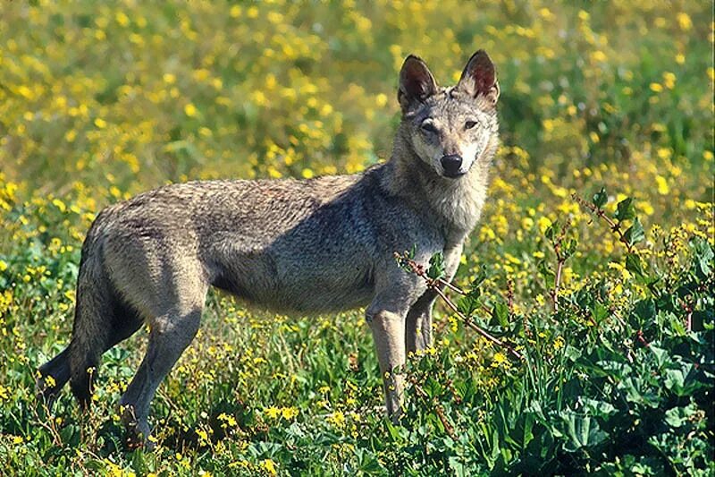Волк переярок. Аравийский волк canis lupus arabs. Волк canis lupus. Азиатский волк. Среднеазиатский волк.