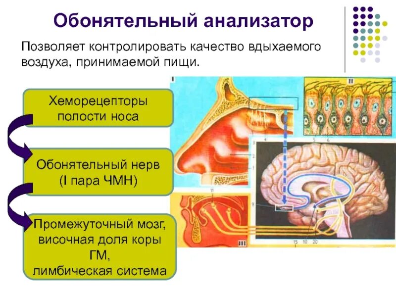 Звено обонятельного анализатора. Отделы обонятельного анализатора физиология. Анализаторы схема строения обонятельного анализатора. Функции периферического отдела обонятельного анализатора. Обонятельный анализатор физиология схема.