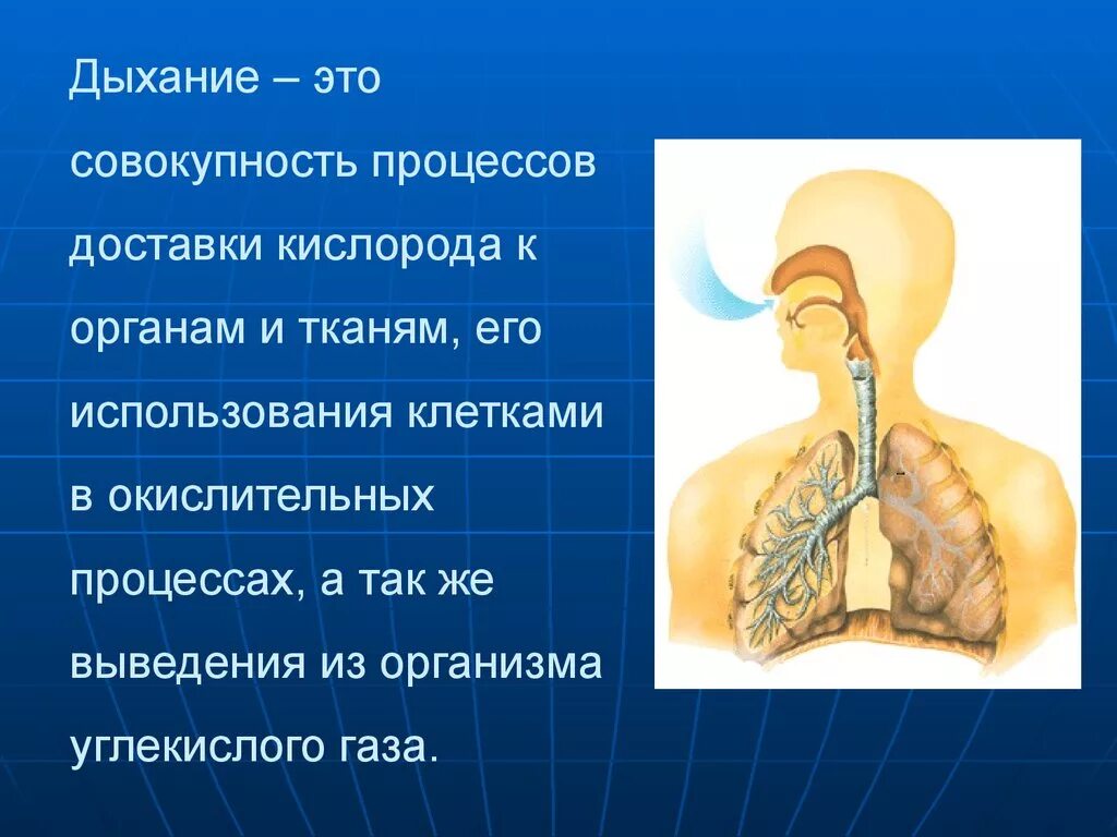 Дыхание. Процесс дыхания. Дыхание человека. Дыхательный процесс. Как называется процесс дыхания человека