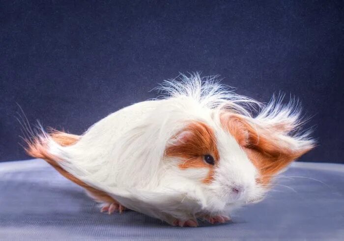 Морская свинка ангорская длинношерстная. Морская свинка длинношерстная рыжая. Морская свинка пушистая порода. Пенелопа морская свинка. Морские свинки породы лункария.