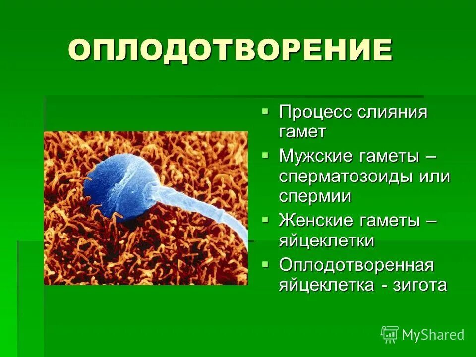 Мужская гамета. Оплодотворение. Процесс оплодотворения. Оплодотворение процесс слияния. Процесс слияния гамет.