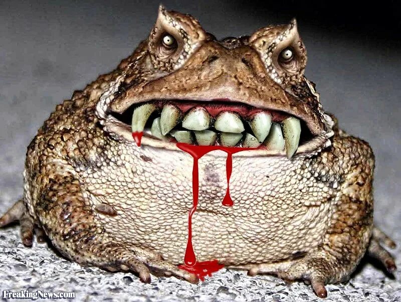 Калимантанская барбурула. Bufo marinus, австралия. Жаба противная. Насикабатрачус сахядренсис лягушка. Пурпурная свиноносая лягушка.