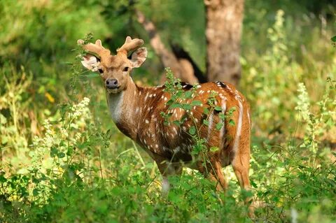 Nature am