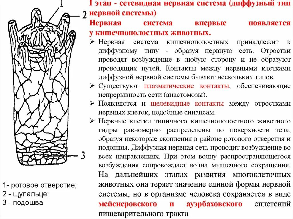 Диффузная сетчатая нервная система. Сетевидная нервная система схема. Нервная система кишечнополостных. Нервная система сетчатого типа.