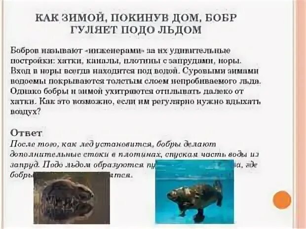 Как зимует бобр. Как зимуют бобры. как зимует бобер. как зимуют бобры для детей. как бобры готовятся к зиме для детей.