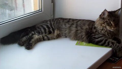 Мейн кун 6 месяцев