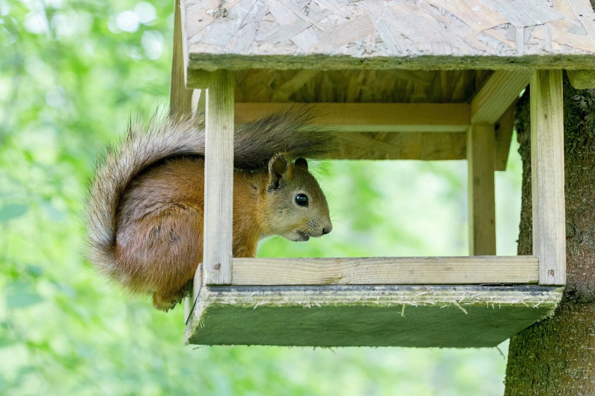 Белка является животным. Белка является животным. Белка является животным. Белка является животным. Красивая белка.