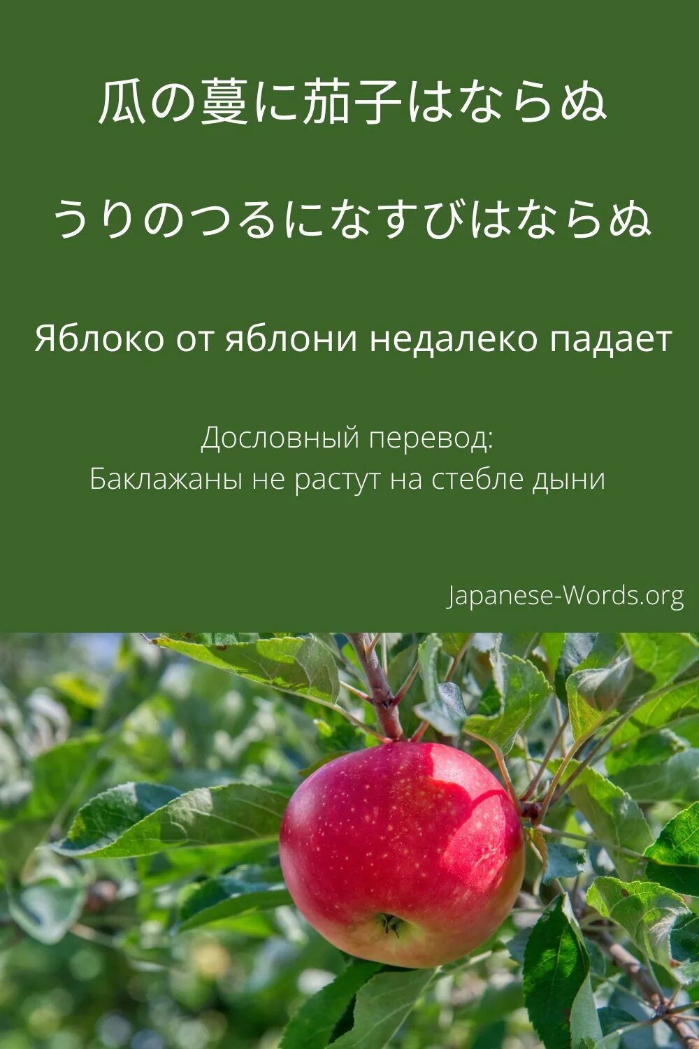 Объяснение пословицы яблоко от яблони недалеко падает. Яблоко от яблони недалеко. яблоко от яблоньки недалеко падает. поговорка яблоко от яблони недалеко падает. яблочко от яблони недалеко.